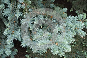 New foliage on branches of Picea pungens