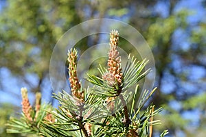 New foliage and cones on a pine tree in spring