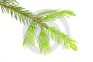 New foliage spruce tree