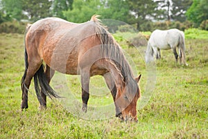 New forest ponies