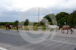 New Forest ponies in Hampshire