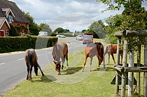 New Forest ponies in Hampshire