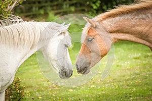 New Forest ponies photo