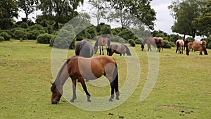 New Forest ponies Lyndhurst Hampshire England UK