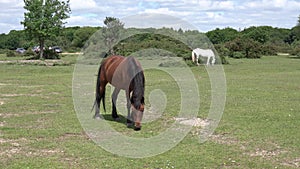 New Forest ponies UK brown and white animals grazing