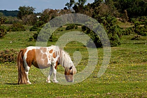 New Forest Pony photo