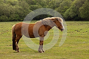 New Forest Pony photo