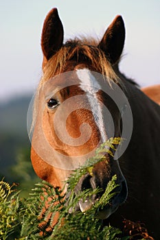 New Forest Pony photo