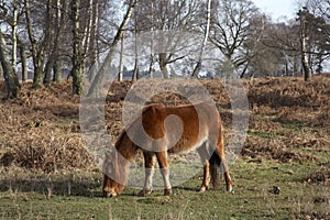 New forest pony photo