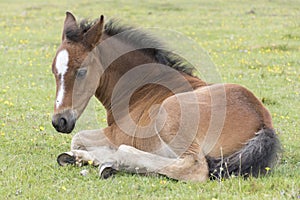 New Forest pony foal