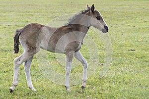 New Forest Pony Foal