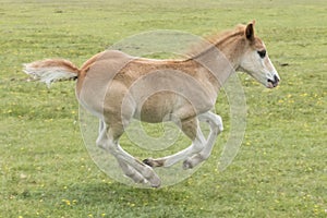 New Forest Pony Foal running