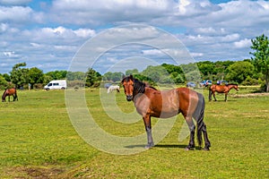 New Forest pony Hampshire England beautiful UK tourist destination