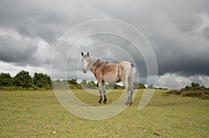 New-Forest-Pony im New Forest