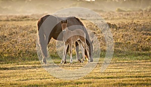 New Forest pony mare and foal at sunrise