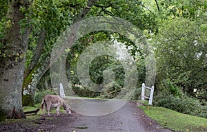 New forest pony roaming freely on the road near Burley in the New Forest, Hampshire, UK