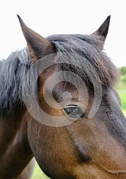 New forest pony showing fine detail of his head and Maine.