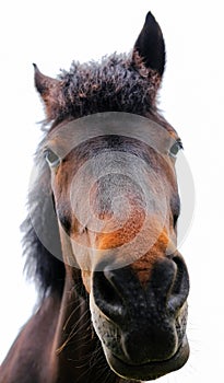 New forest pony showing fine detail of his head and Maine.