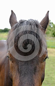 New forest pony showing fine detail of his head and Maine.