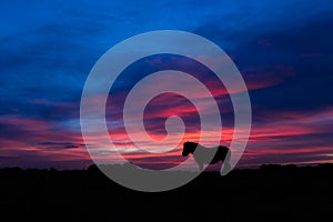 New Forest pony silhouetted standing in front of sunset