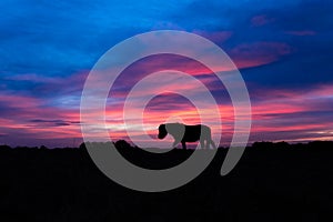 New Forest pony silhouetted walking in front of sunset