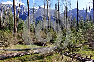 New forest regrowth after fire in Sierra Nevada Mountains, California