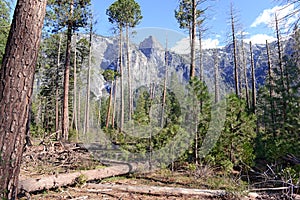 New forest regrowth after fire in Sierra Nevada Mountains, California