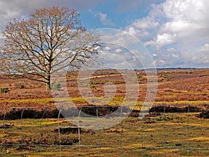 New Forest Tree