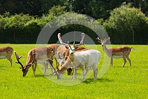 New Forest wild deer near Lyndhurst England uk