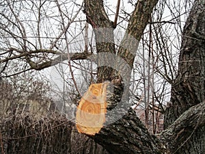 New fresh cut on the trunk of the apricot tree. The concept of spring and autumn surgery of the fruit tree in the garden,