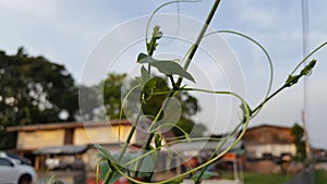 New fresh forth fresh leaves of a gord gourd vine