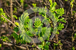 New fresh green leaves of a budding beach rose bush