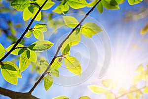 New fresh leaves on green spring background