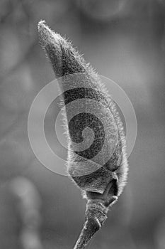 New, fresh magnolia bud in Morarilor Park in Bucharest