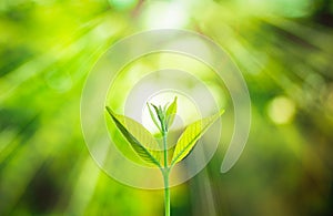 New fresh small plant growth up on green blurred nature