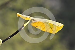 New and fresh yellow leaf