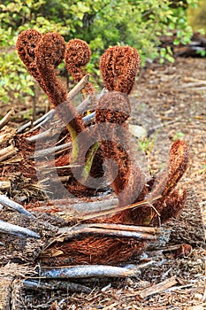 New fronds sprouting from the trunk of a fallen tree fern