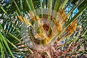 New fruit bunches on phoenix palm