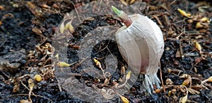 New garlic stem is growing from its bulb