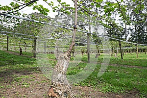 New graft on kiwi fruit vine in orchard, Kerikeri, New Zealand,