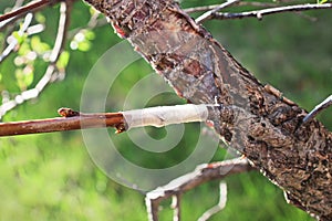A new grafted branch on a tree