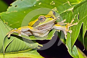 New Granada Cross-banded Tree Frog, Corcovado National Park, Costa Rica