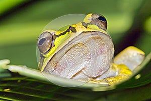 New Granada Cross-banded Tree Frog, Corcovado National Park, Costa Rica