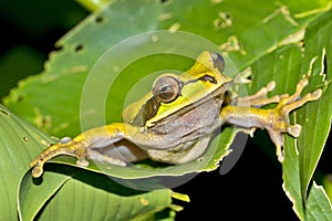 New Granada Cross-banded Tree Frog, Corcovado National Park, Costa Rica