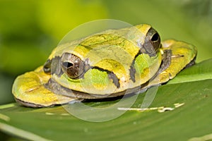 New Granada Cross-banded Tree Frog, Corcovado National Park, Costa Rica