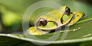 New Granada Cross-banded Tree Frog, Corcovado National Park, Costa Rica