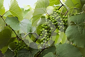 Green new grape on the tree