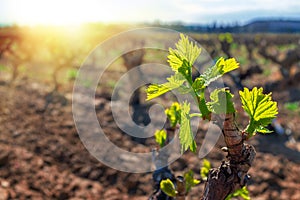 New grapevines sprouts growing in vineyard. photo