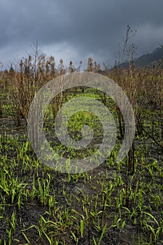 New grass grow after forest fires in Indonesia