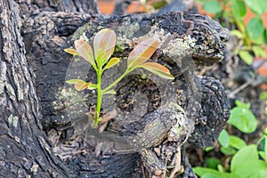 New green branch on old big old tree